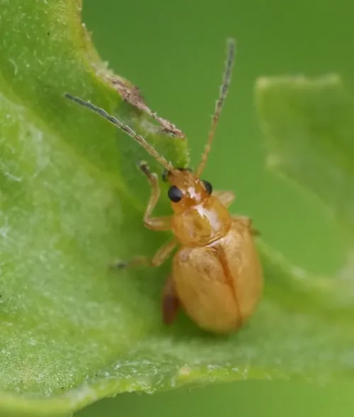 Ragwort Flea Beetle - Longitarsus jacobaeae