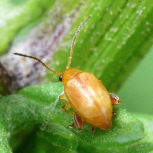 Ragwort Flea Beetle - photo 2