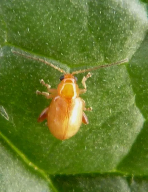 Ragwort Flea Beetle - photo 3