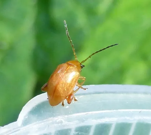 Ragwort Flea Beetle - photo 4