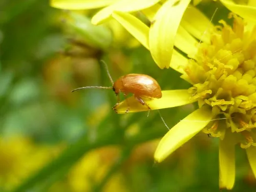 Ragwort Flea Beetle - photo 5