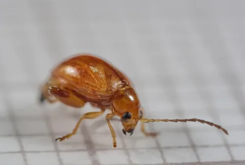 Ragwort Flea Beetle - photo 6