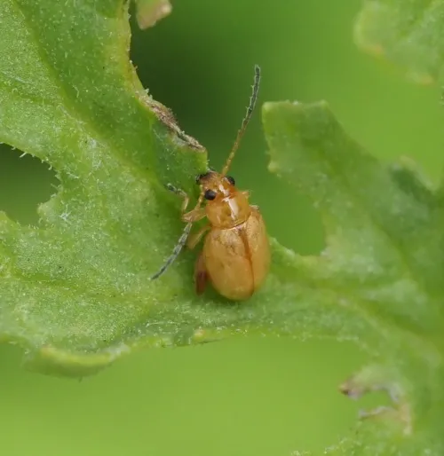 Ragwort Flea Beetle - photo 7