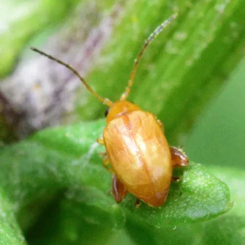 Ragwort Flea Beetle - photo 8