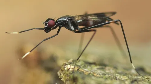 Rainieria calceata