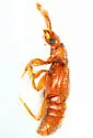 Ramecia crinita - photo 2