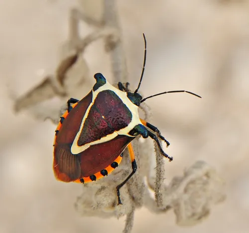Ramosiana insignis