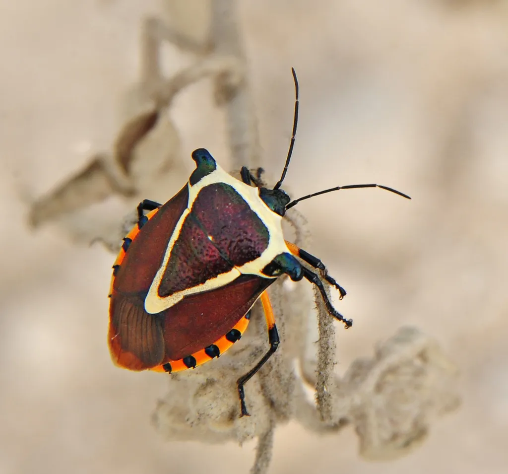 Ramosiana insignis - photo 2