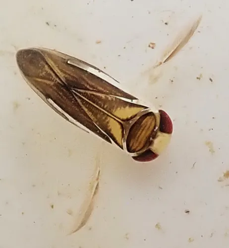 Ramphocorixa acuminata