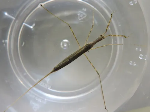 Ranatra australis - photo 2