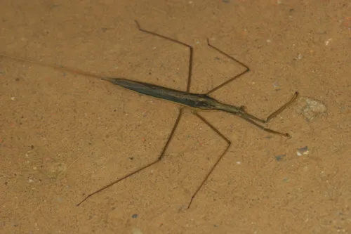 Ranatra chinensis
