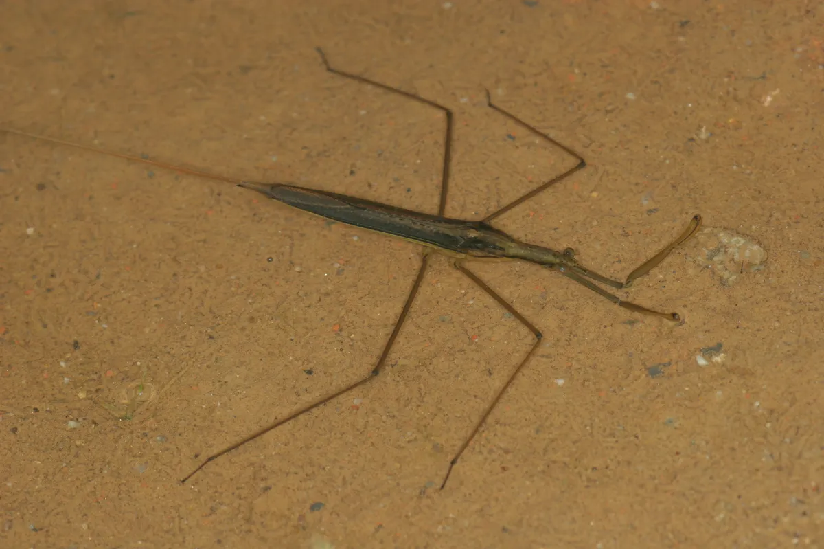 Ranatra chinensis - photo 3
