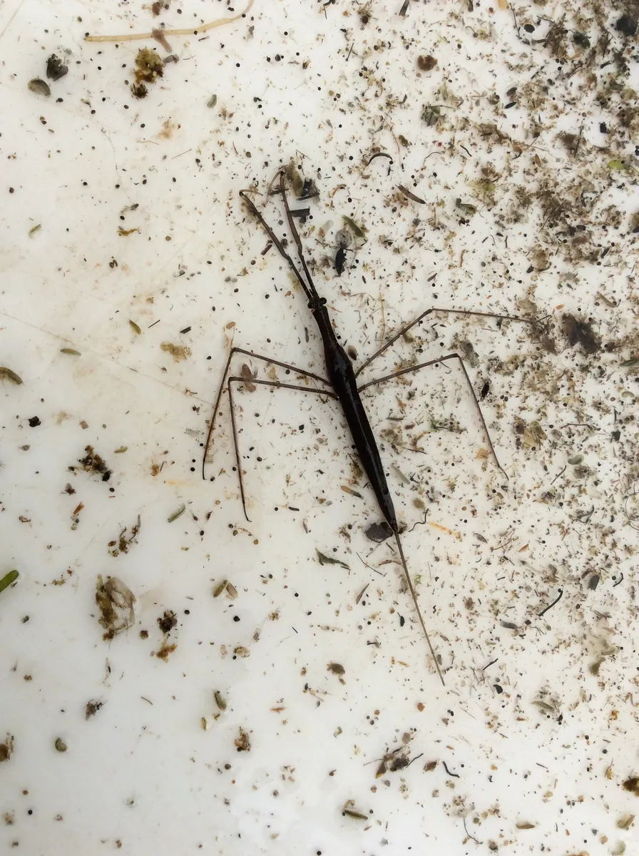 Needle Bug