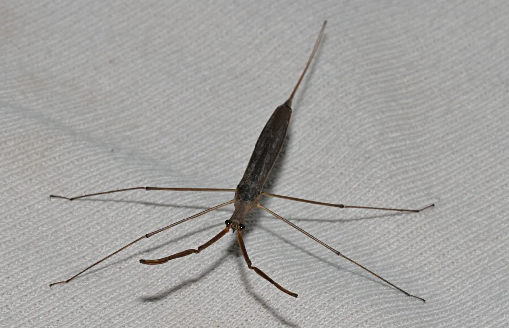 Brown Waterscorpion - Ranatra fusca