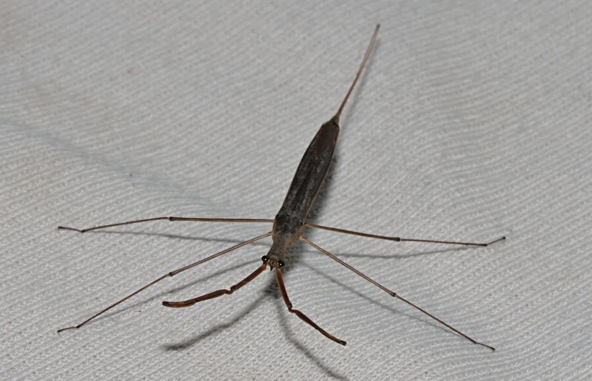 Brown Waterscorpion - photo 2