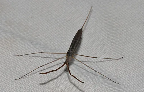 Brown Waterscorpion - photo 3
