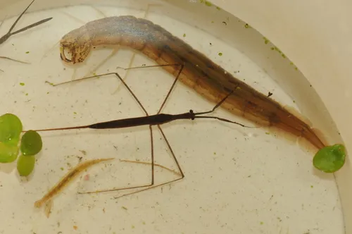 Ranatra incisa