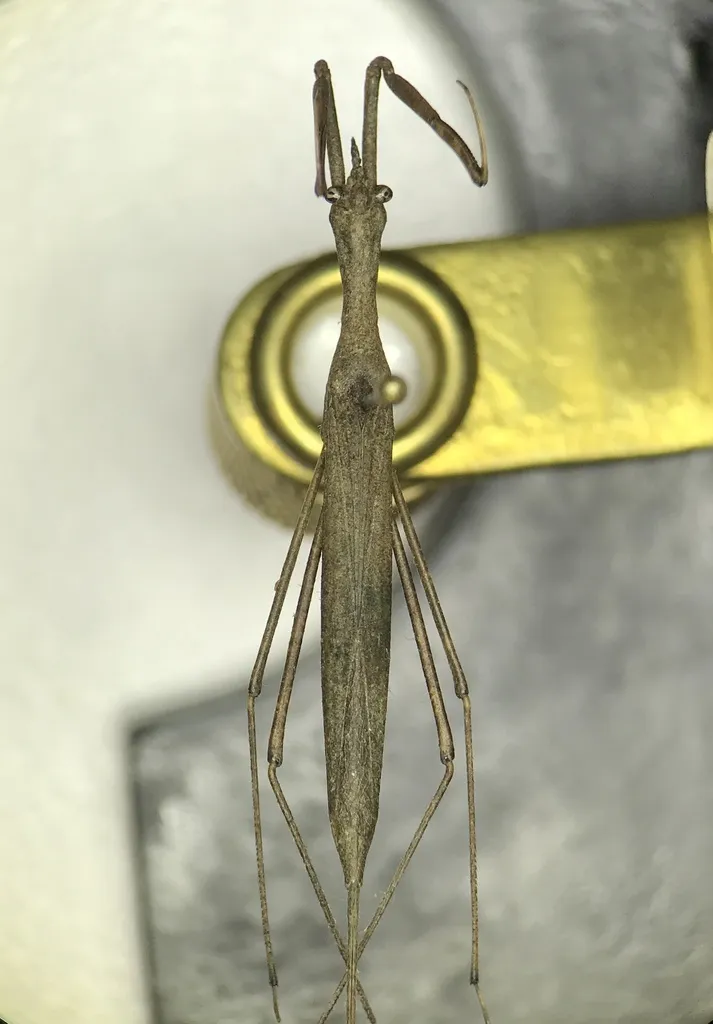Ranatra kirkaldyi - photo 2