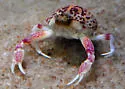 Globose Sand Crab