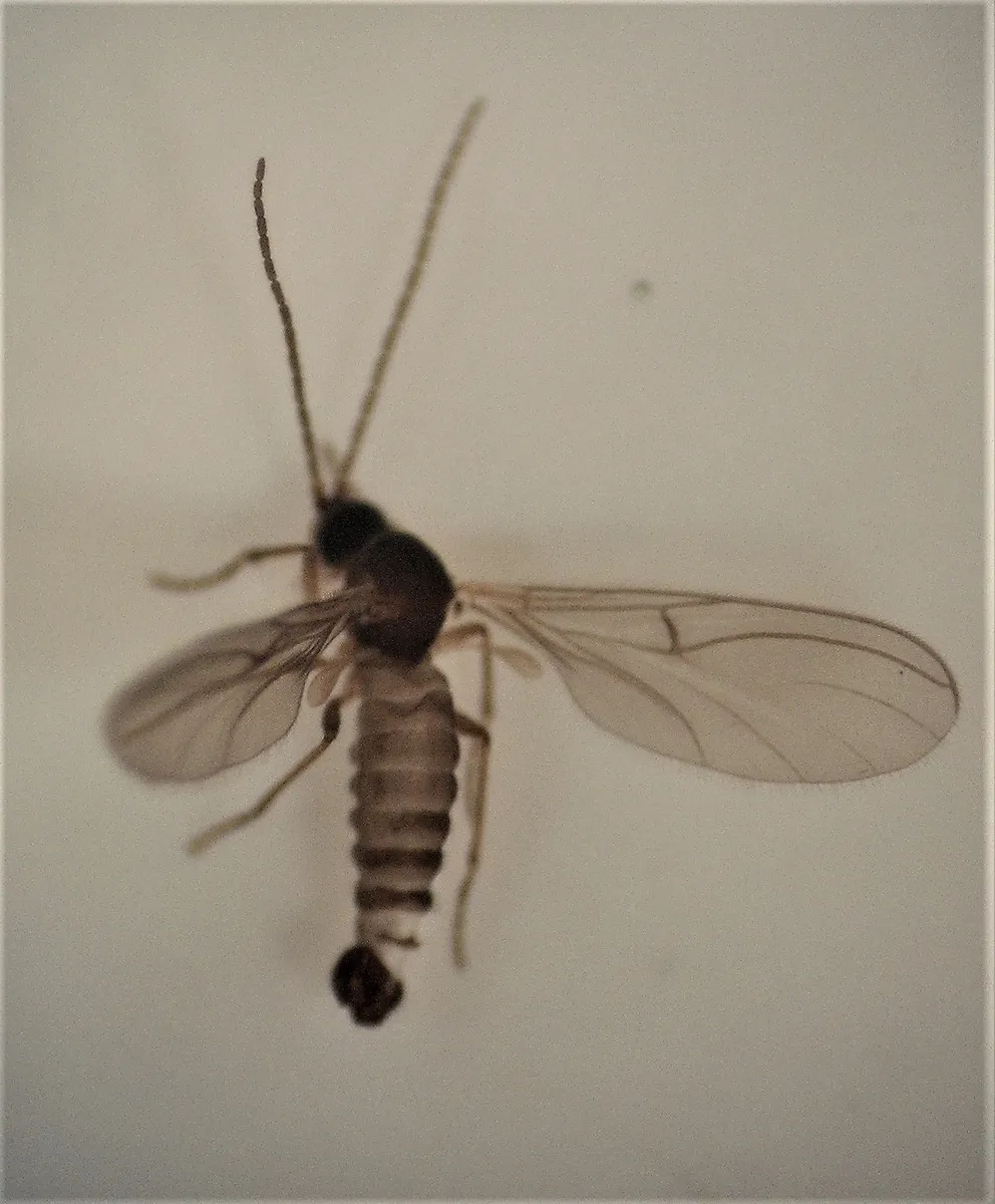 Rangomaramidae - photo 3