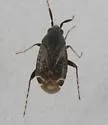 Ranzovius clavicornis