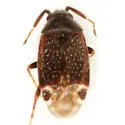Ranzovius clavicornis - photo 2