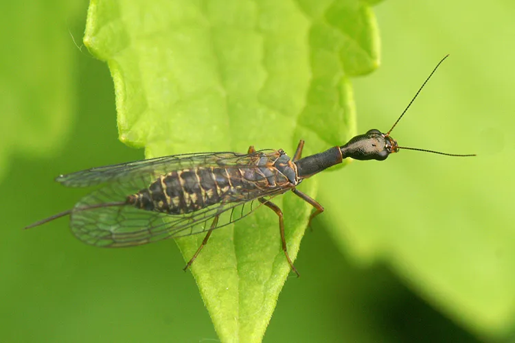 Typical Snakeflies - photo 2