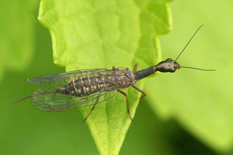 Typical Snakeflies - photo 3