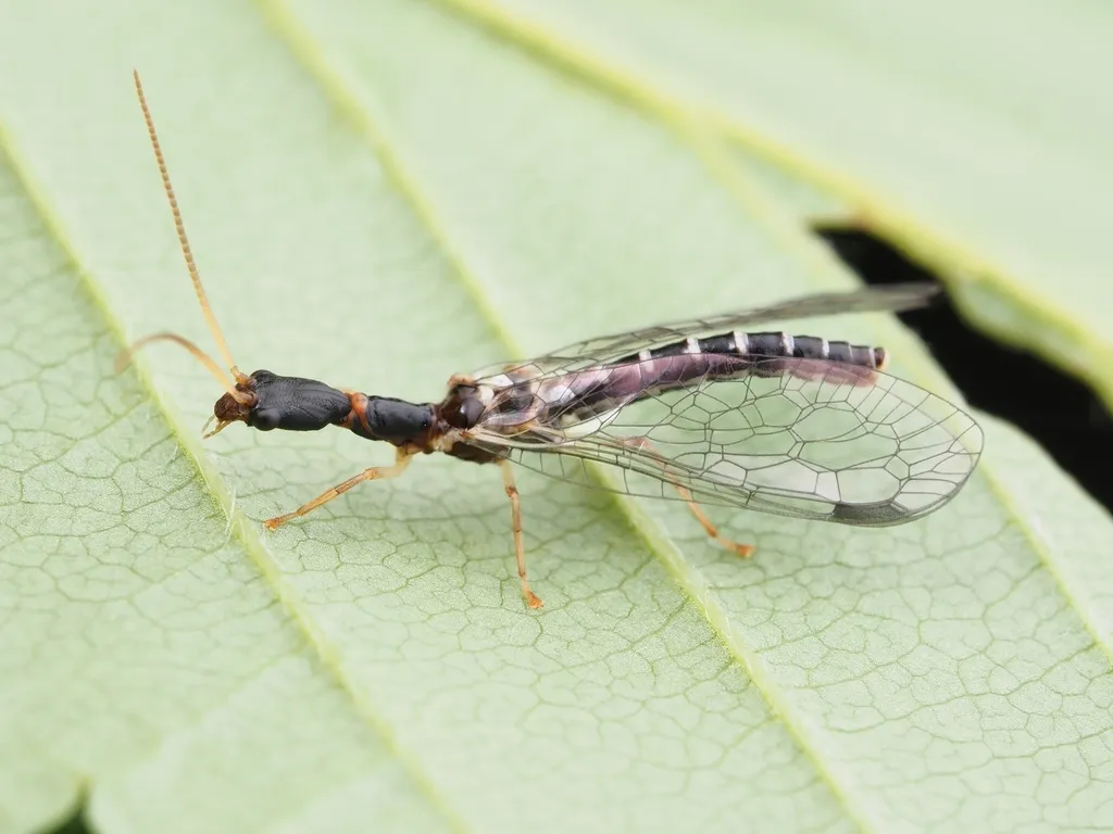 Snakeflies - photo 2