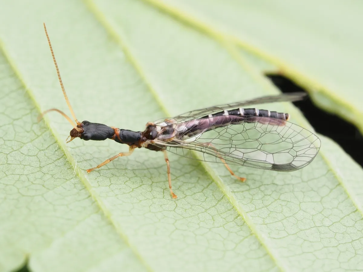 Snakeflies - photo 3