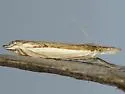 Diminutive Grass-veneer - Hodges#5393 - Raphiptera argillaceellus