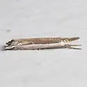 Diminutive Grass-veneer - Hodges#5393 - photo 2