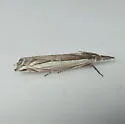Diminutive Grass-veneer - Hodges#5393 - photo 3