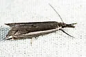 Diminutive Grass-veneer - Hodges#5393 - photo 4