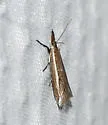 Diminutive Grass-veneer - Hodges#5393 - photo 5