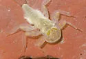 Raptoheptagenia cruentata