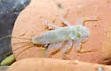 Raptoheptagenia cruentata - photo 2
