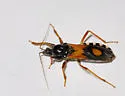 Rasahus biguttatus