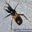 Rasahus biguttatus - photo 2