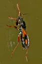 Rasahus biguttatus - photo 3