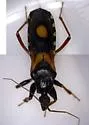 Rasahus biguttatus - photo 4