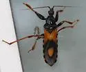 Rasahus biguttatus - photo 5