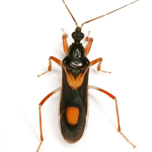Rasahus hamatus - Rasahus hamatus
