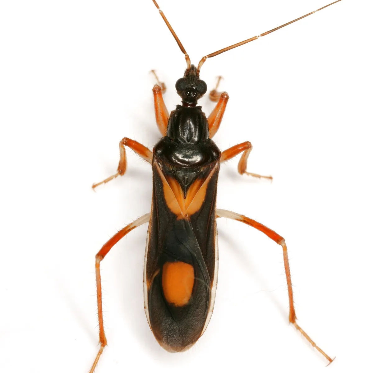 Rasahus hamatus - photo 3