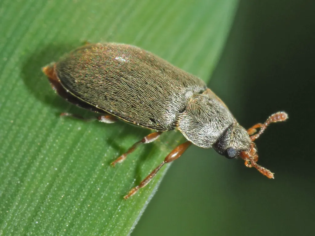 Raspberry Beetle - photo 2
