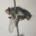 Ravinia querula - Ravinia querula