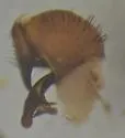 Ravinia querula - photo 3