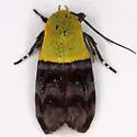 Rectiostoma fernaldella - Hodges#1027