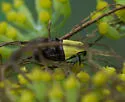 Rectiostoma fernaldella - Hodges#1027 - photo 3