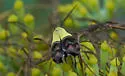 Rectiostoma fernaldella - Hodges#1027 - photo 4